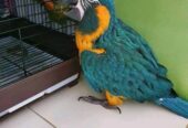 Macaws Golden blue parrots