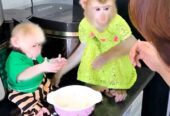 Capuchin Babies Monkeys for Rehoming