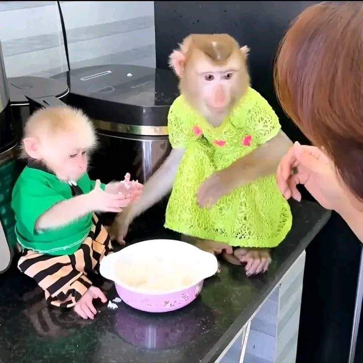 Capuchin Babies Monkeys for Rehoming
