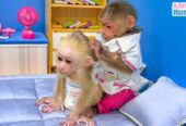 Capuchin Babies Monkeys for Rehoming
