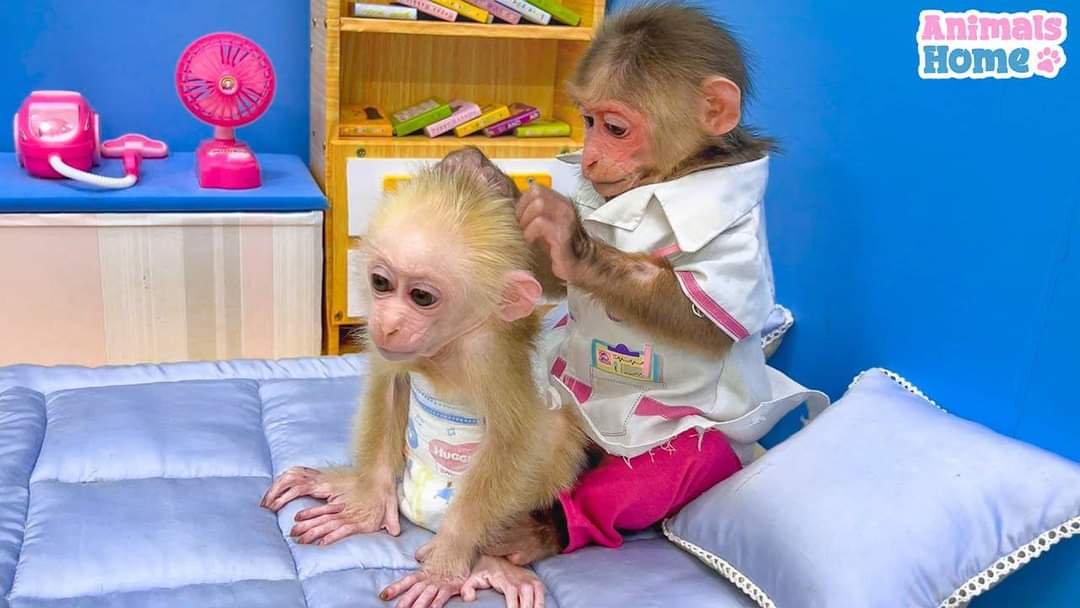 Capuchin Babies Monkeys for Rehoming