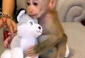 Capuchin Babies Monkeys for Rehoming