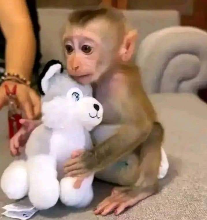 Capuchin Babies Monkeys for Rehoming