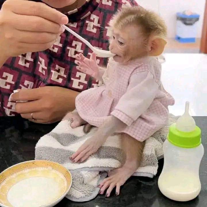Capuchin Babies Monkeys for Rehoming