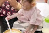 Capuchin Babies Monkeys for Rehoming