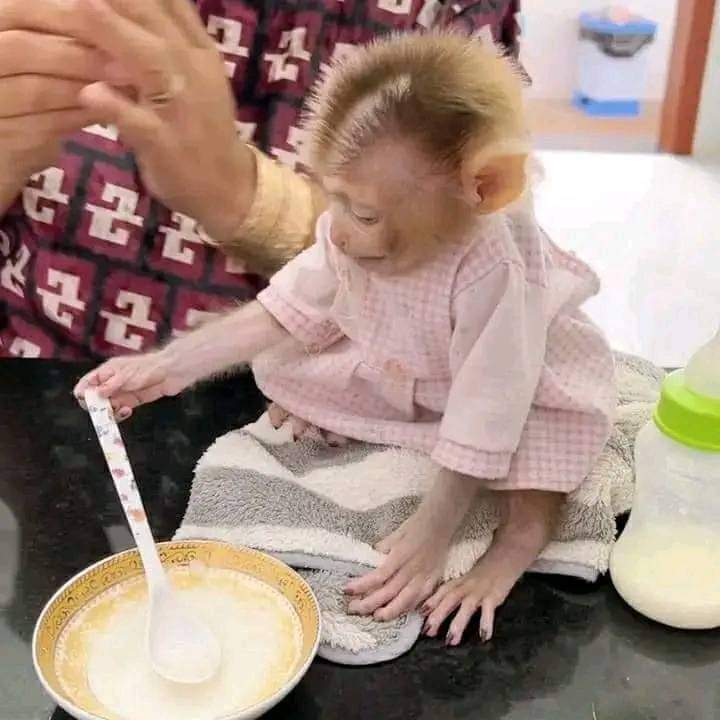 Capuchin Babies Monkeys for Rehoming