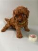 π©β¨ Adorable Poodle Puppies Looking for Their Forever Home! β¨π©
