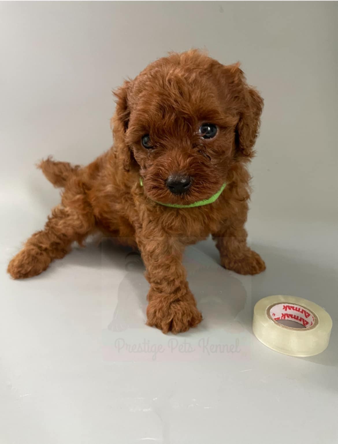 🐩✨ Adorable Poodle Puppies Looking for Their Forever Home! ✨🐩