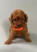 π©β¨ Adorable Poodle Puppies Looking for Their Forever Home! β¨π©