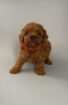 π©β¨ Adorable Poodle Puppies Looking for Their Forever Home! β¨π©