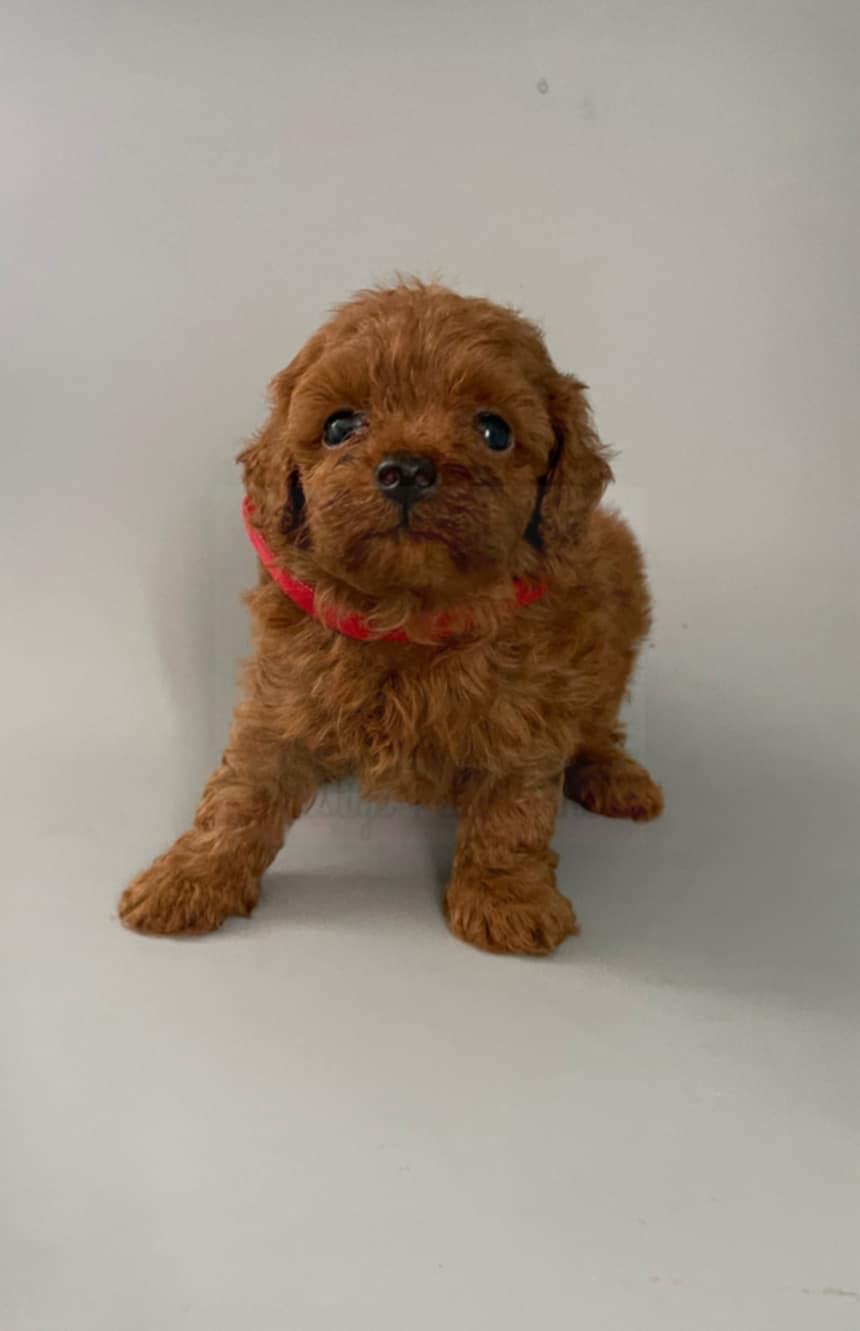🐩✨ Adorable Poodle Puppies Looking for Their Forever Home! ✨🐩