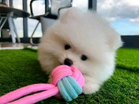 🐾 Forever Home Alert: Two Adorable Pomeranian Puppies 🐾