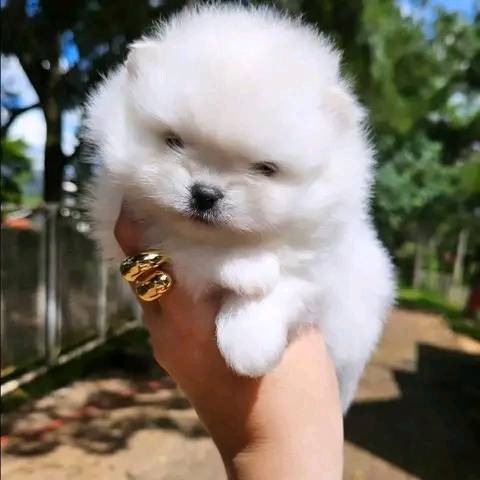 🐾 Forever Home Alert: Two Adorable Pomeranian Puppies 🐾