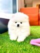 🐾 Forever Home Alert: Two Adorable Pomeranian Puppies 🐾