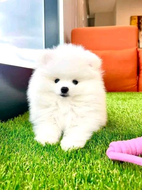 🐾 Forever Home Alert: Two Adorable Pomeranian Puppies 🐾
