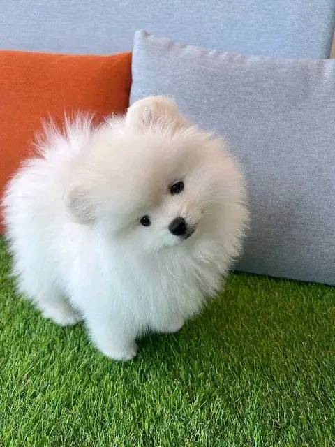 🐾 Forever Home Alert: Two Adorable Pomeranian Puppies 🐾