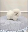 🐾 Forever Home Alert: Two Adorable Pomeranian Puppies 🐾