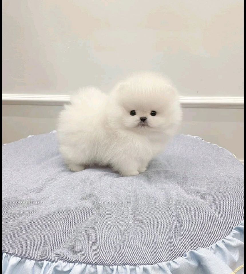 🐾 Forever Home Alert: Two Adorable Pomeranian Puppies 🐾