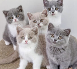 BSH