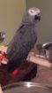 Healthy and Hand-Raised African Grey Parrots Available in UAE