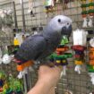 Healthy and Hand-Raised African Grey Parrots Available in UAE