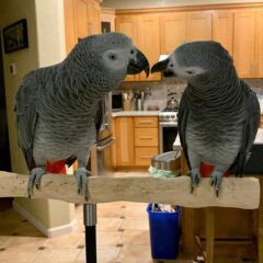 Congo-African-Grey-Parrot2